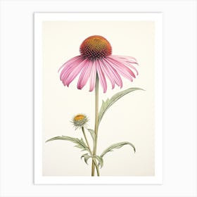 Echinacea Vintage Botanical Herbs 0 Art Print