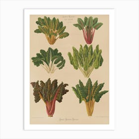 Swiss Chard Art Print