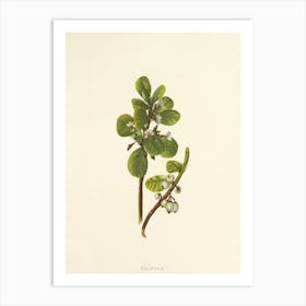 Berry Plant Art Print