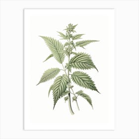 Stinging Nettle Vintage Botanical Herbs 1 Art Print