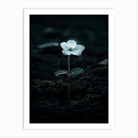 White Flower In The Dark 25 Art Print