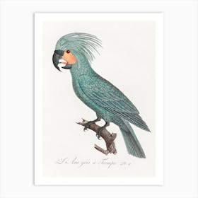 The Palm Cockatoo (Probosciger Aterrimus) From Natural History Of Parrots, Francois Levaillant Art Print