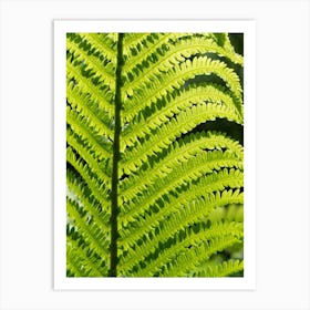 Lush green fern leaf, botanical close-up Art Print