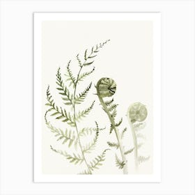 'Young Fern I' No 543 by Aga Szafranska Art Print