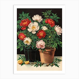 Peonies In Pots Art Print