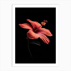 Hibiscus Flower 16 Art Print