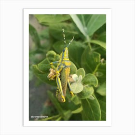 Grasshopper Art Print