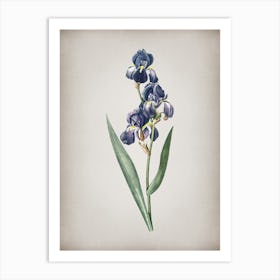 Vintage Dalmatian Iris Botanical on Parchment n.0532 Art Print