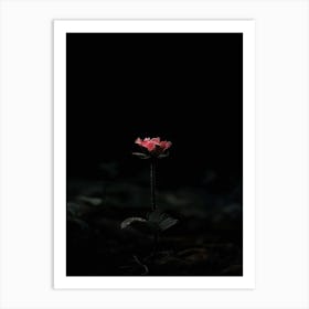 Dark Rose 173 Art Print