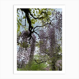 Img 4324 Spring in the arboretum Art Print