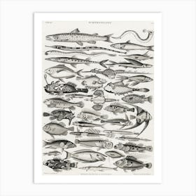 Ichthyology, Oliver Goldsmith 1 Art Print