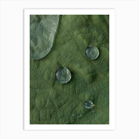 Lotus Water Drops Art Print