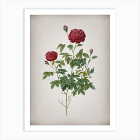 Vintage Burgundy Cabbage Rose Botanical on Parchment n.0846 Art Print
