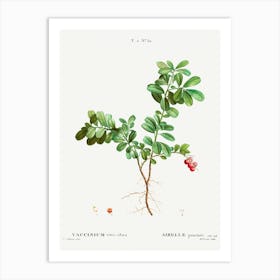 Lingonberry, Pierre Joseph Redoute Art Print