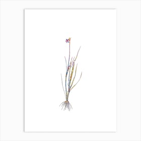 Stained Glass Narrow leaf Blue eyed grass Mosaic Botanical Illustration on White n.0247 Art Print