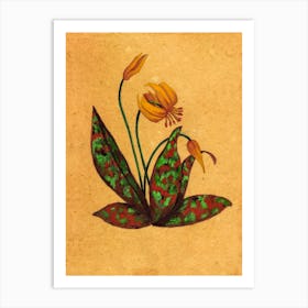 Trout Lily Country Wildflower Art Print