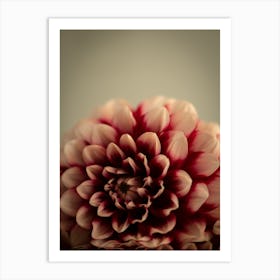 Deep dark red dahlias - winter or fall cozy flowers - stillife photography by Christa Stroo photography Art Print