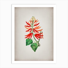 Vintage Naked Flowering Erythrina Botanical on Parchment n.0313 Art Print