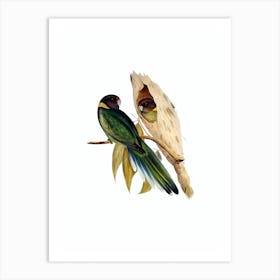 Vintage Yellow Collared Parakeet Bird Illustration on Pure White n.0269 Art Print