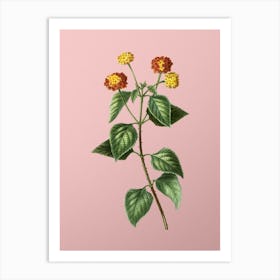 Vintage Tickberry Botanical on Soft Pink n.0461 Art Print