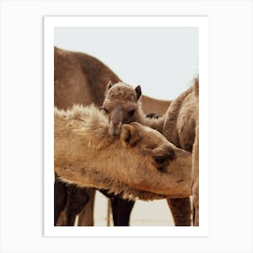 Mom and Baby 2 - Al Wathba Abu Dhabi UAE camel photo print - moody animal photography Art Print Art Print