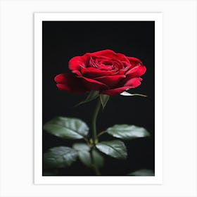 Red Rose On Black Background 49 Poster