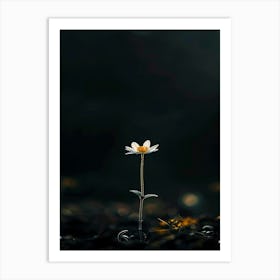 Single Daisy 1 Art Print