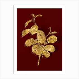 Vintage Alpine Buckthorn Plant Botanical in Gold on Red n.0012 Art Print