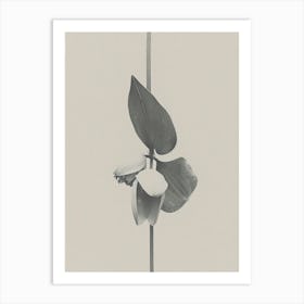 Lily Flower Photo Collage 2 Art Print