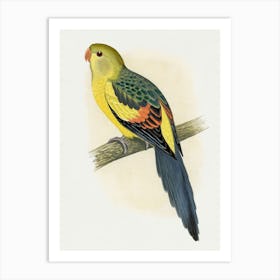 Parrot 14 Art Print