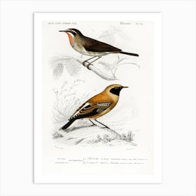 Different Types Of Birds, Charles Dessalines D'Orbigny 10 Art Print