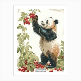 Giant Panda Picking Berries Poster 9 Art Print