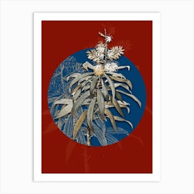 Vintage Botanical Pleomele on Circle Blue on Red n.0102 Art Print