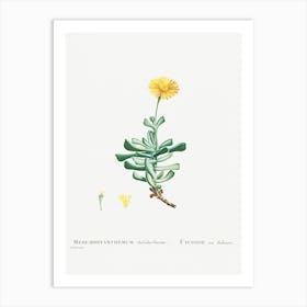 Mesembryanthemum Dolabriforme, Pierre Joseph Redoute Art Print