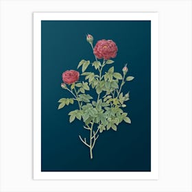 Vintage Burgundy Cabbage Rose Botanical Art on Teal Blue n.0771 Art Print