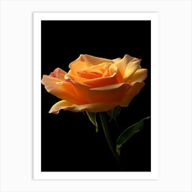 Orange Rose 15 Art Print