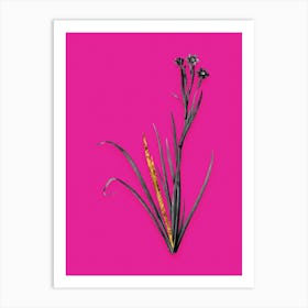 Vintage Bermudiana Black and White Gold Leaf Floral Art on Hot Pink n.1080 Art Print