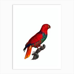 Vintage Eclectus Parrot Bird Illustration on Pure White Art Print