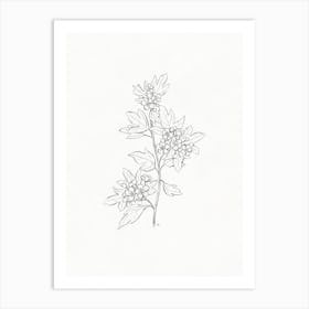 Hawthorn Flower Sketch Art Print