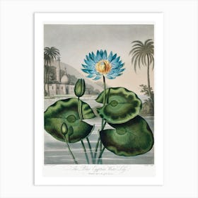 The Blue Egyptian Water Lily From The Temple Of Flora (1807), Robert John Thornton Art Print