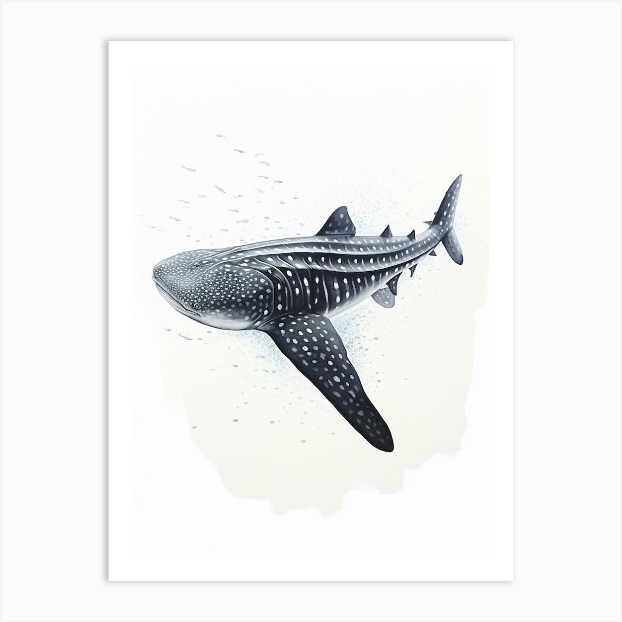 Whale Shark Art Print – Rachel Brooks Art