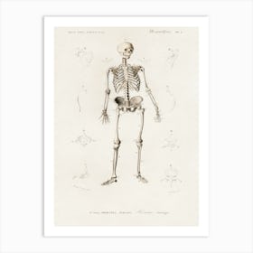 Human Skeleton, Charles Dessalines D' Orbigny Art Print