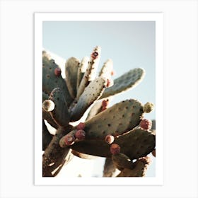 Pricky Pear Cactus Art Print