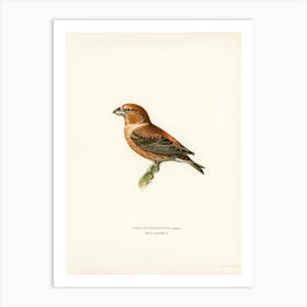 Parrot Crossbill, The Von Wright Brothers Art Print