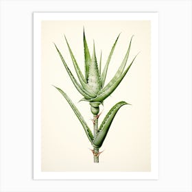 Aloe Vera Vintage Botanical Herbs 2 Art Print