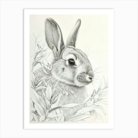 New Zealand Rabbit Drawing 4 Art Print