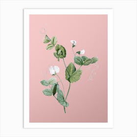 Vintage White Pea Flower Botanical on Soft Pink n.0937 Art Print