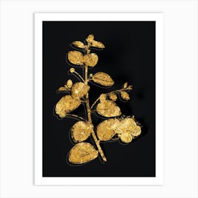 Vintage Caper Plant Botanical in Gold on Black n.0093 Art Print