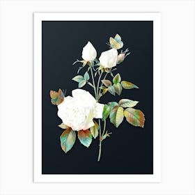 Vintage White Bengal Rose Botanical Watercolor Illustration on Dark Teal Blue n.0604 Art Print