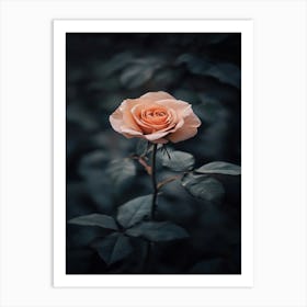 Rose In The Dark 19 Art Print